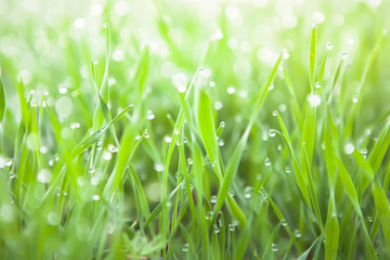 Fresh green grass with dew drops