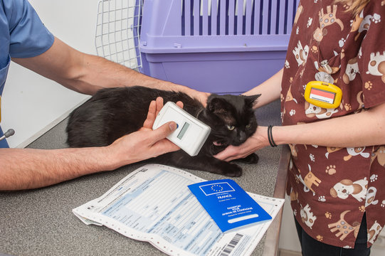 identification par puce &eacute;lectronique est obligatoire pour les animaux domestiques, la puce s'implante a gauche sous s&eacute;dation.