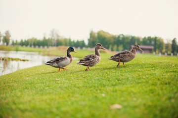 ducks