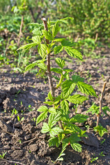 Branch of raspberries in the garden