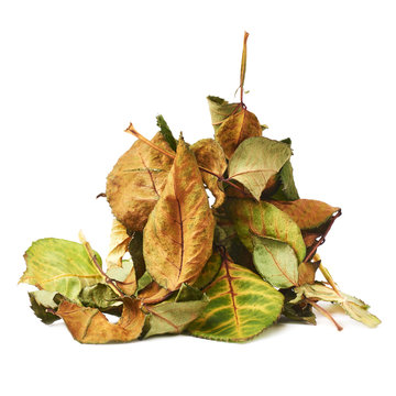 Pile of dried rose leaves as an abstract composition over white background