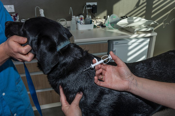 identification par puce électronique est obligatoire pour les animaux domestiques, la puce...