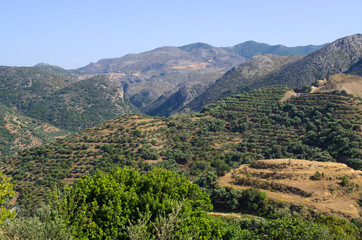 Fototapeta na wymiar Olives plantation on Crete, Greece