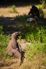 Komodo dragons, Indonesia