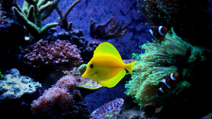 Yellow tang  (zebrasoma)