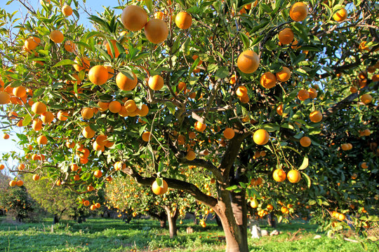 Orange Attack!