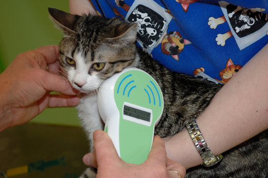identification par puce &eacute;lectronique est obligatoire pour les animaux domestiques, la puce s'implante a gauche sous s&eacute;dation.