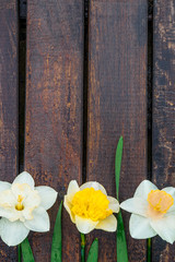 Narcissus on the wooden background. daffodil on wooden background with space for text.