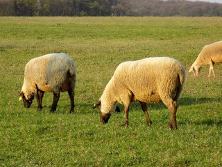 Sheep grazing on meadow