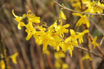 close photo of Forsythia intermedia with yellow blooms