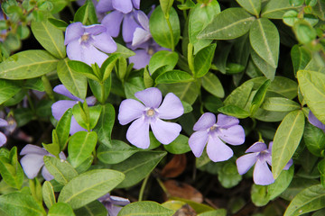 Obraz na płótnie Canvas close photo of nice purple blooms of lesser periwinkle (Vinca minor)