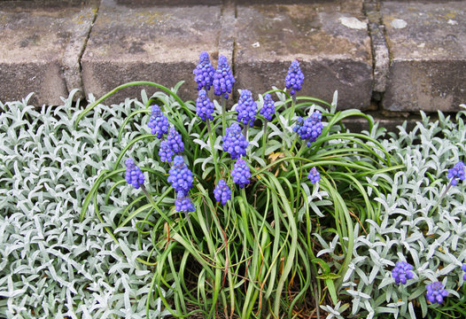 close photo of bunch of blooming grape hyacinths