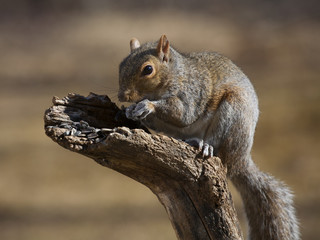 Crouching squirrel