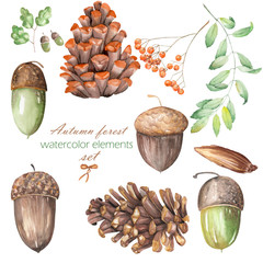 A set, collection with the floral isolated watercolor forest elements (oak acorns, cones, rowan) on a white background
