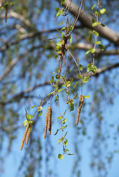 twigs of a birch with aments and green leaves in spring