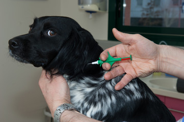 identification par puce électronique est obligatoire pour les animaux domestiques, la puce...
