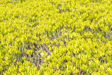 tagal mangrove field at 