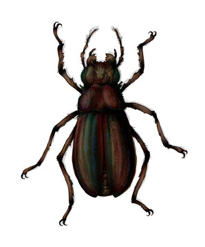 Beetle hand drawn realistic illustration