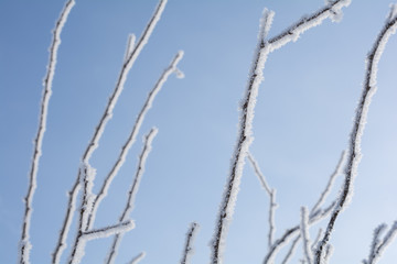 青空の下の樹氷の木の枝