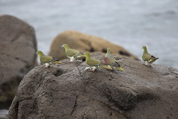 アオバト/ハト科アオバト属