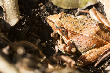 眠っているアカガエル