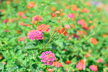 Lantana camara flower