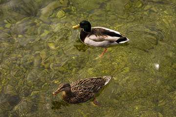 Duck into garda Lake, Italy