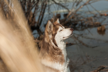 Siberian husky enjoying sunny weather © liza_m