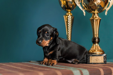 Dachshund puppy with golden cups