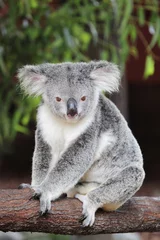 Keuken foto achterwand Koala Koala (Phascolarctos cinereus)