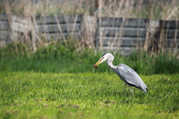 Graureiher (Ardea cinerea)