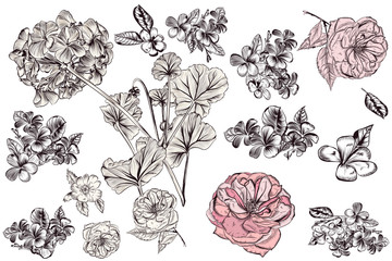 Collection or set of vector hand drawn detailed flowers in vinta