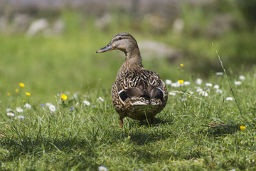 duck on meadow