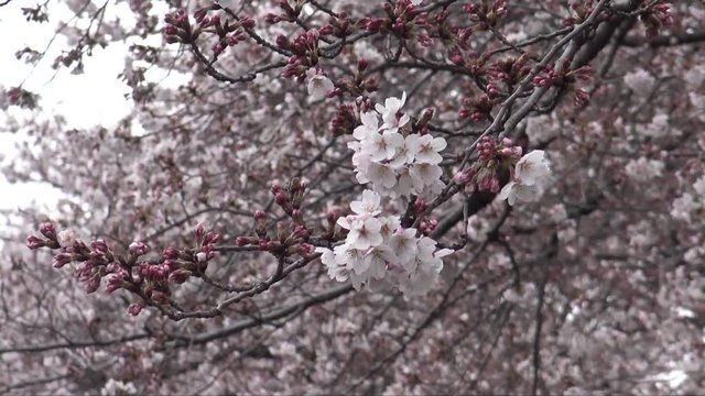 桜　花びら