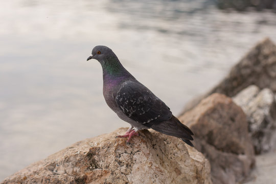 Pigeons at Garda lake