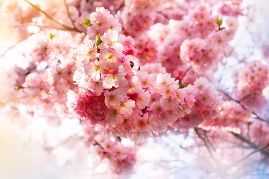 Hanami - Kirschblüte, Kirschbaum blüht mit rosa Blüten im Frühling, Frühlingsgrüße, Das Frühjahr beginnt - erste Nahrung für Bienen, Wildbienen  
