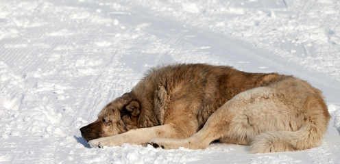 Dog sleeping on snow
