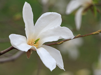 close up of white magnolia tree blossom