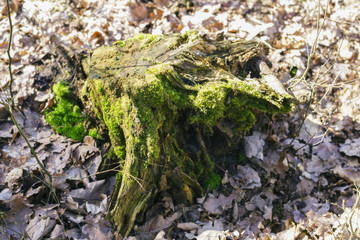 Old stump in the forest