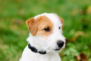 Headshot portrait of cute fluffy Jack Russell Terrier dog