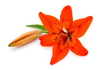 Lily flower with buds isolated on a white background.