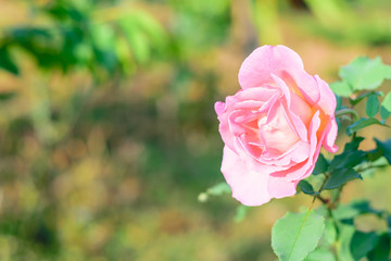 Pink rose on the bush