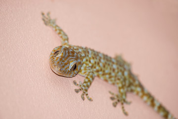 gecko on the wall