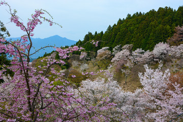 Spring flowers landscape at Yoshino Mountain in Japan with a pink weeping cherry in the foreground