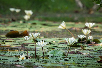 white water lily