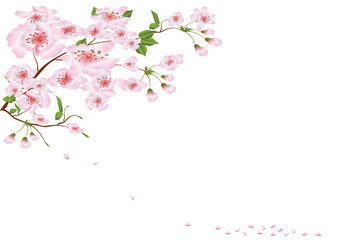 Obraz na płótnie Canvas Beautiful pale pink branches of cherry blossoms on a white background for banners and congratulations
