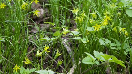 Flowers Gagea lutea (Star-of-Bethlehem)