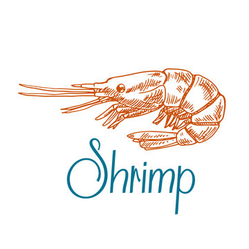 Marine shrimp or prawn sketch in engraving style