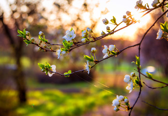 Blooming branch of cherry tree, beautiful spring flowers in sunset light