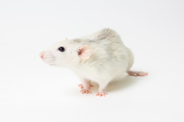 Белая декоративная крыса на светлом фоне